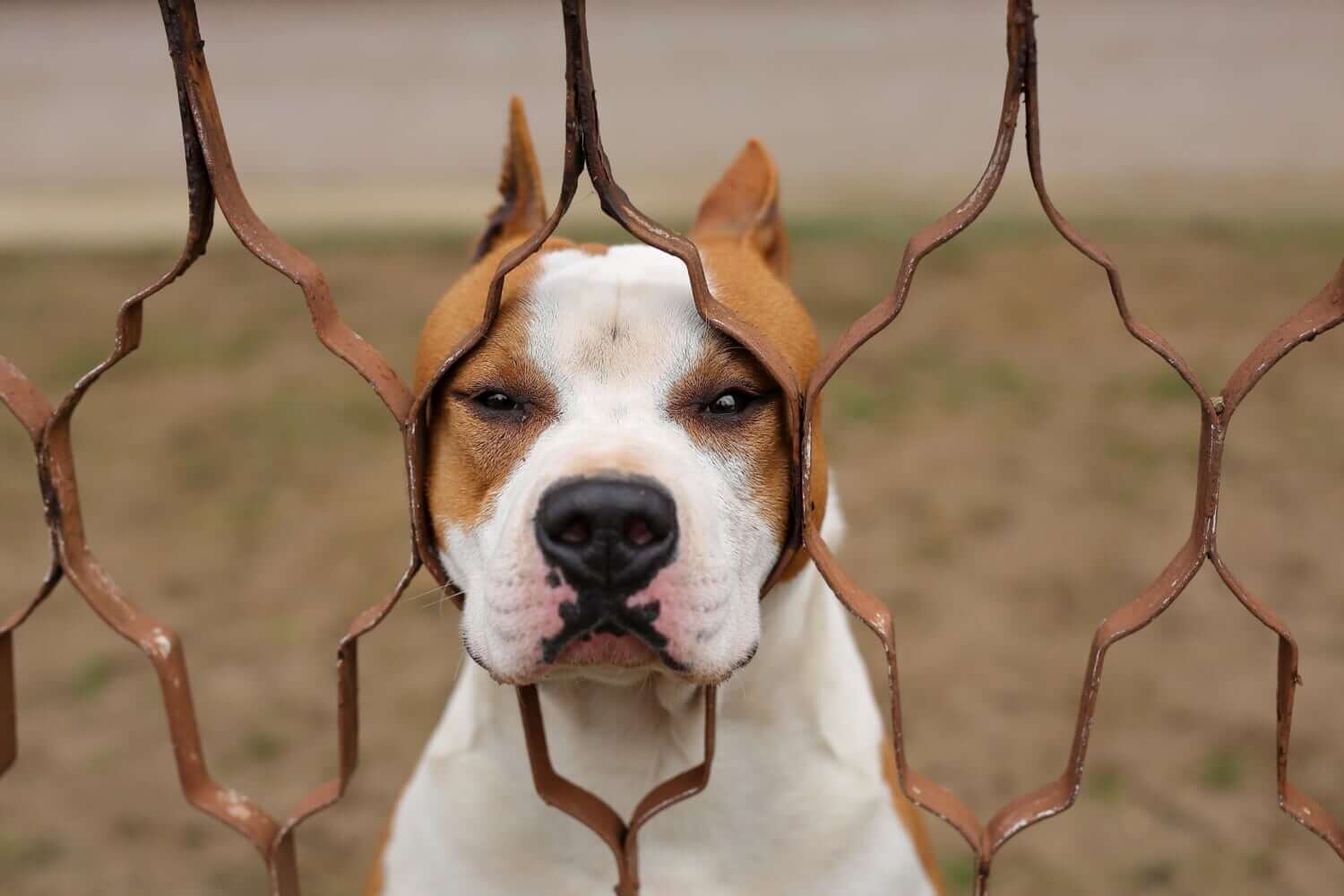 Loose pit bulls attack neighbors on Staten Island, injure 3