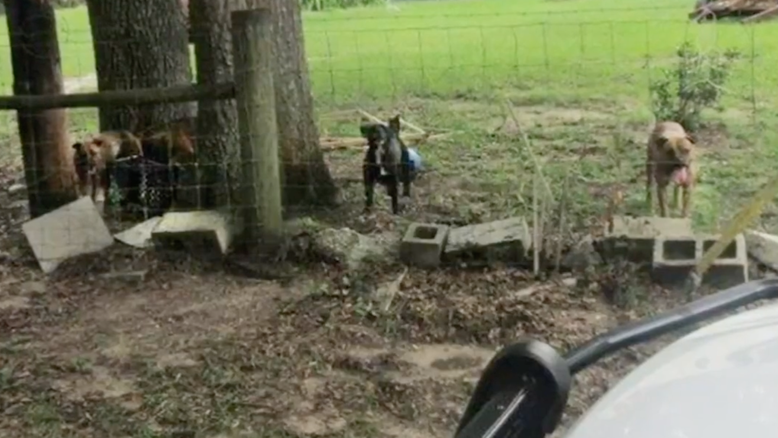 Dogs Attack and Kill Mail Carrier in Florida, Officials Say