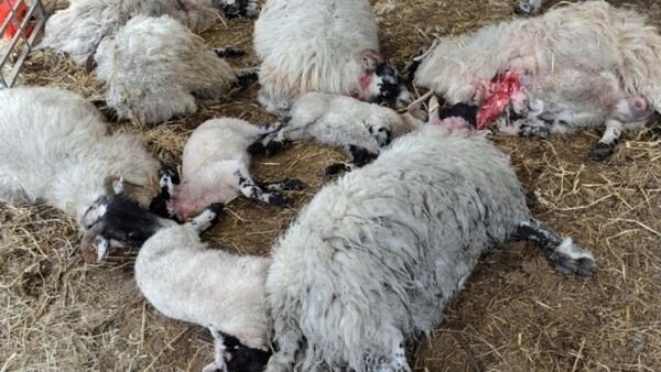 Cork councillors call for DNA database for dogs to hold owners to account for attacks