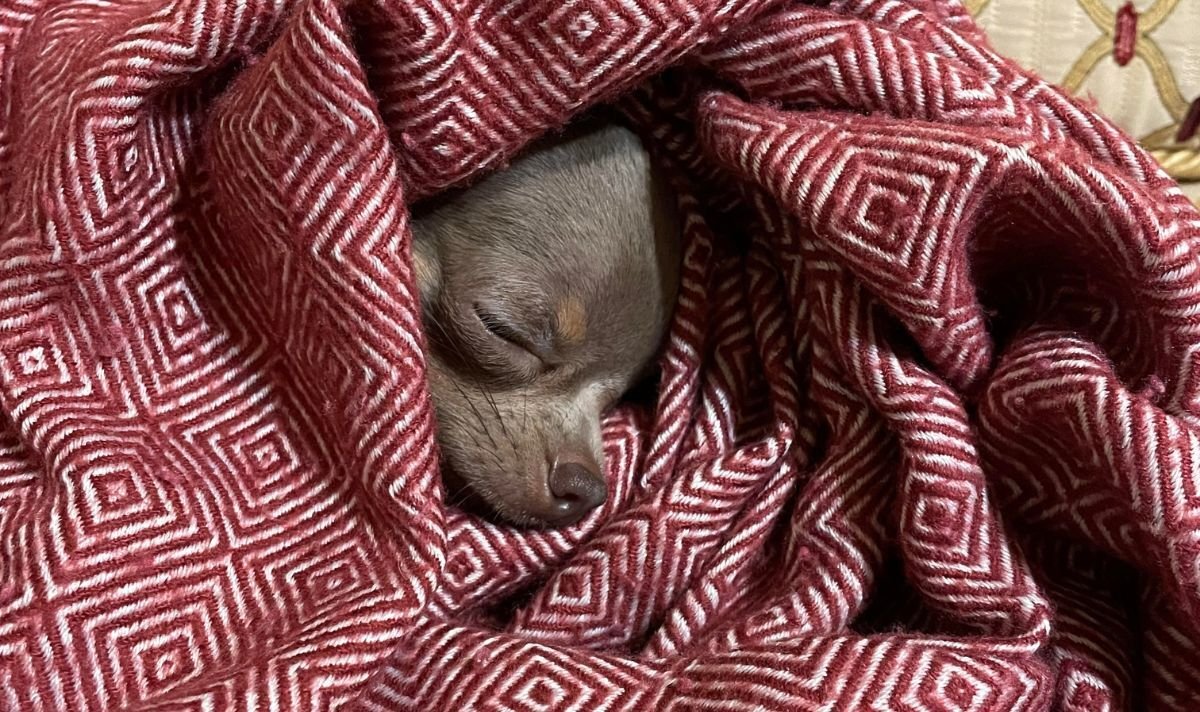 Owner left ‘terrified’ for pet Chihuahua after fox attack