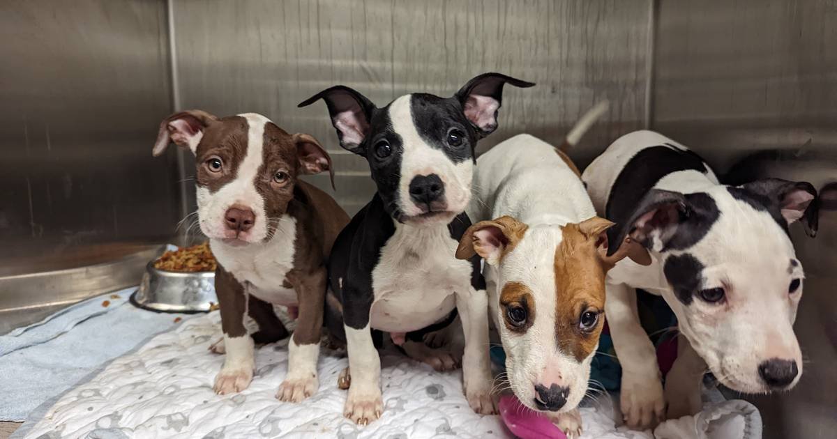 Owners busted for animal cruelty after Staten Island pit bulls get loose, bite 2-year-old girl and three others