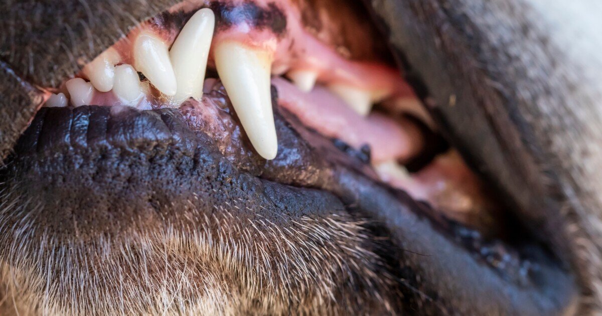 Boy killed, mother injured in dog attack