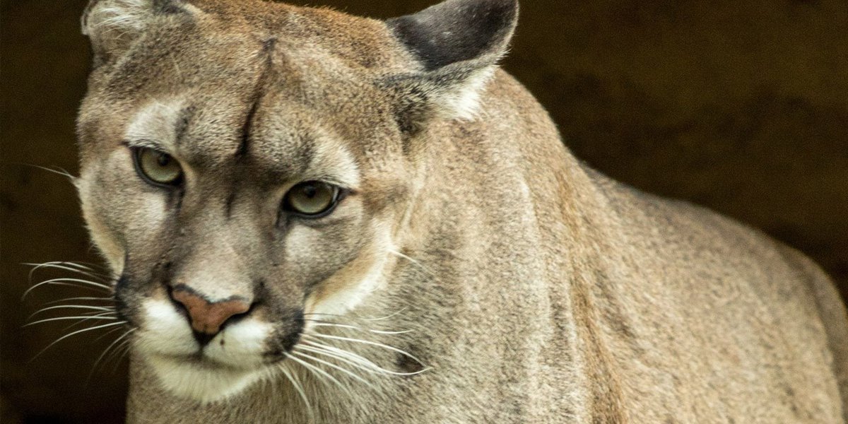 Third mountain lion attack in Grand Lake this season