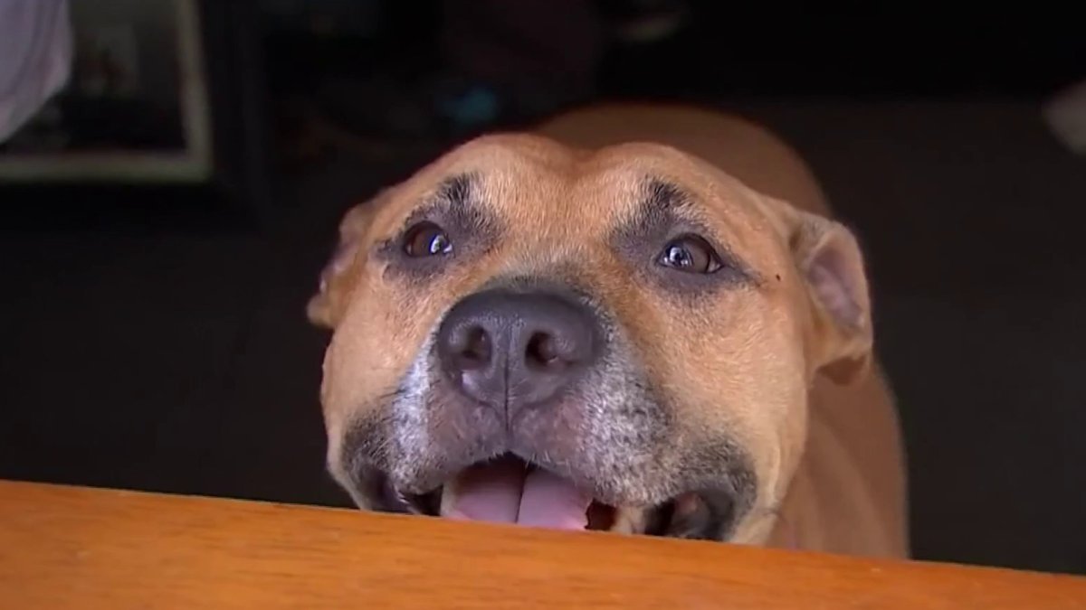 Owner of Pit Bull Who Attacked Woman, Dog Apologizes: ‘I Feel Bad’