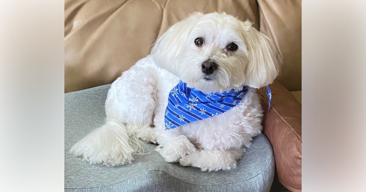 Dog dies after vicious attack by pit bull on Historic Side of The Villages