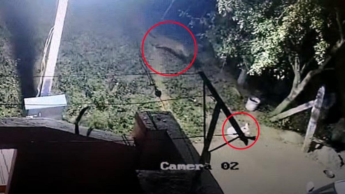 Karnataka: Leopard chased away by pet dog following attack | Watch