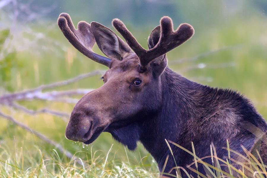 Moose attacks woman, knocks her unconscious as she tries to save pet dog – East Idaho News