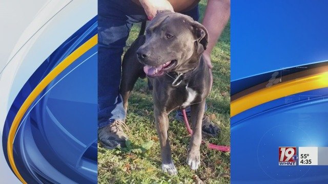 ‘Havoc’ the dog euthanized after dispute over 2021 attack